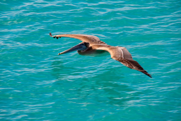 Pelicano (Pelecanus occidentalis) fotografado na cidade de Miami, na Flórida, nos Estados Unidos. Costa Leste dos EUA. Registro feito em 2019.ENGLISH: Brown Pelican photographed in Miami, in Florida, in the United States. East Coast of the USA. Image taken in 2019.