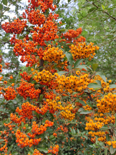 istock colorful firethorn bush with red, orange and yellow berries 1794933231