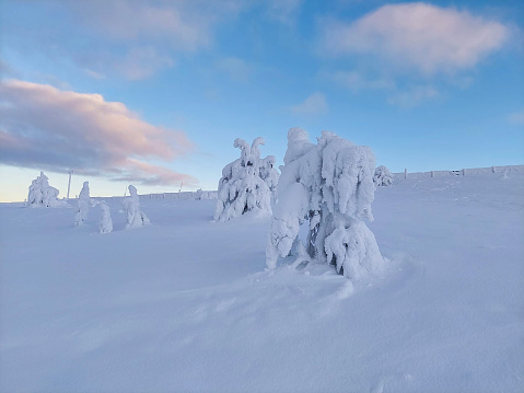 Snow-covered tree on a mountainous terrain, winter landscape of Lapland.