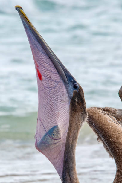 istock Pelican (Pelecanus occidentalis) | Brown Pelican 1794934002
