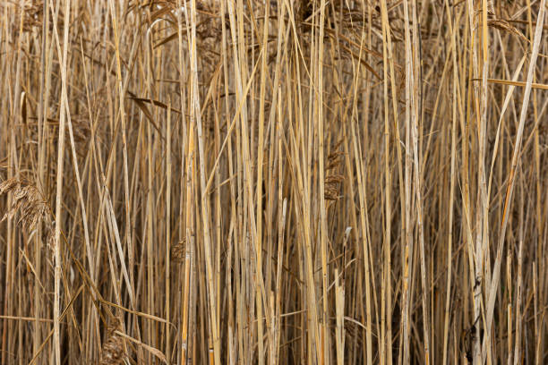 istock Thicket of dry rushes 1794936746
