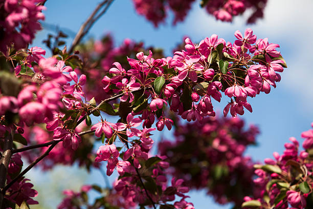 tree blossoms stock photo