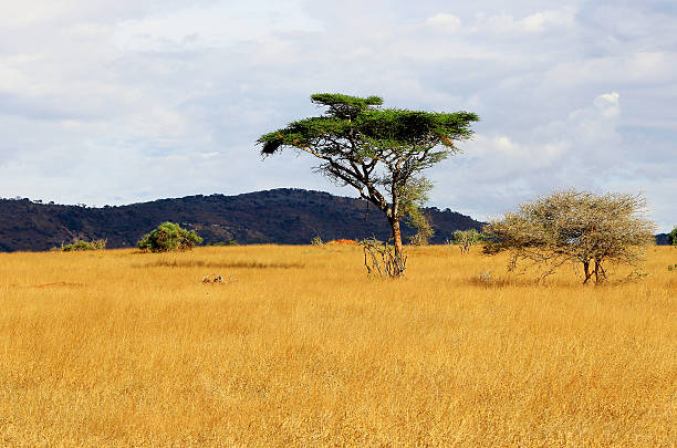 istock African savannah landscape 179494071