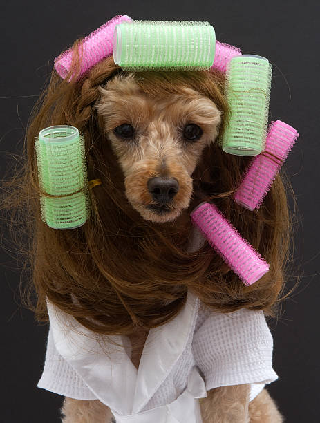 istock Brunette Poodle With Pink and Green Curlers 179494447