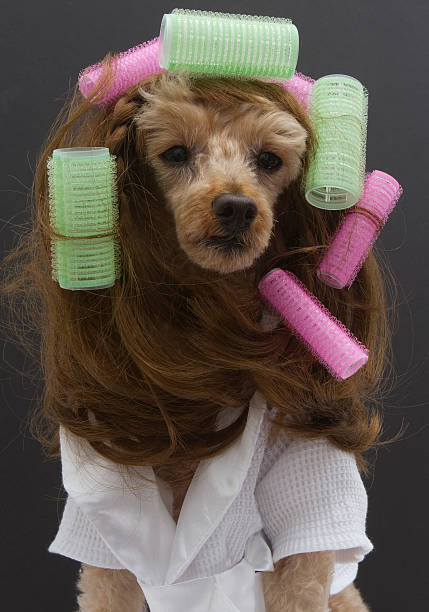 istock Brunette Poodle In Pink and Green Curlers 179494460