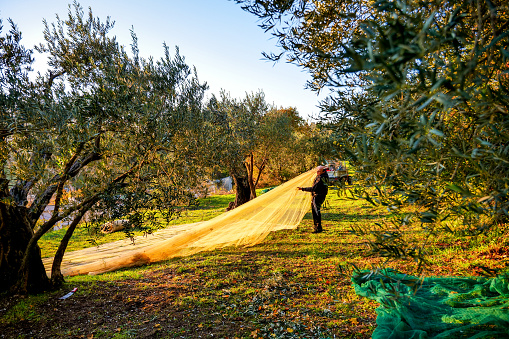Gualdo Tadino, Umbria, Italy, November 23 -- A farmer spreads the nets for the olive harvest in an olive grove in the hills of the medieval town of Gualdo Tadino, in Umbria, central Italy. The Umbria region, considered the green lung of Italy for its wooded mountains, is characterized by a perfect integration between nature and the presence of man, in a context of environmental sustainability and healthy life. In addition to its immense artistic and historical heritage, Umbria is famous for its food and wine production and for the high quality of the olive oil produced in these lands. Image in high definition format.