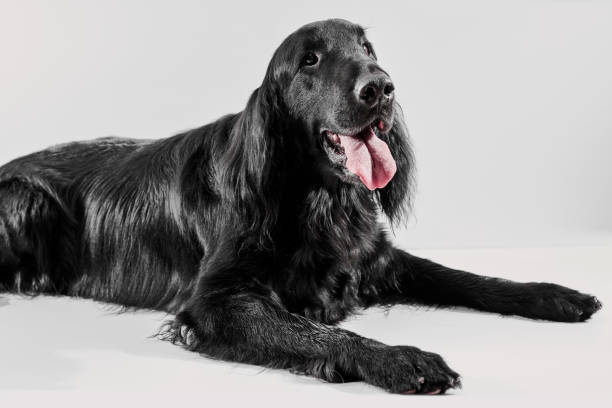 retrato do retriever preto de revestimento plano isolado no fundo branco do estúdio, cão de raça pura - flatcoated - fotografias e filmes do acervo