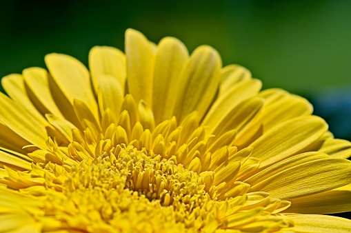 Closeup of Yellow Chrysanthemum