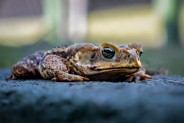 буфониды (bufonidae) - cane toad toad wildlife nature стоковые фото и изображения