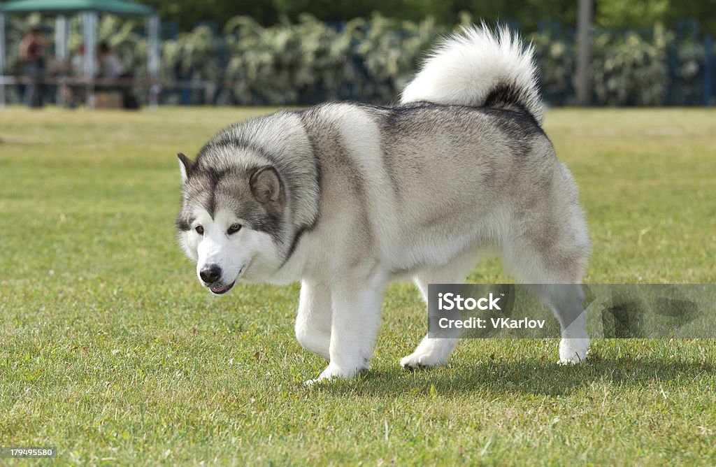 Esme kamphuis Purebred dog auf grünem Gras - Lizenzfrei Domestizierte Tiere Stock-Foto