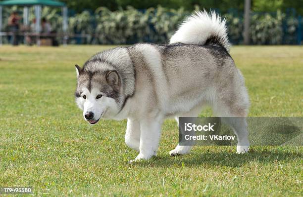 Alaskan Angorá Malamute Cão Na Relva Verde - Fotografias de stock e mais imagens de Animal - Animal, Animal Doméstico, Animal de Estimação