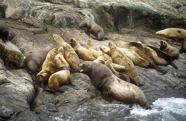 istock Alaska Sea Lions 179495639