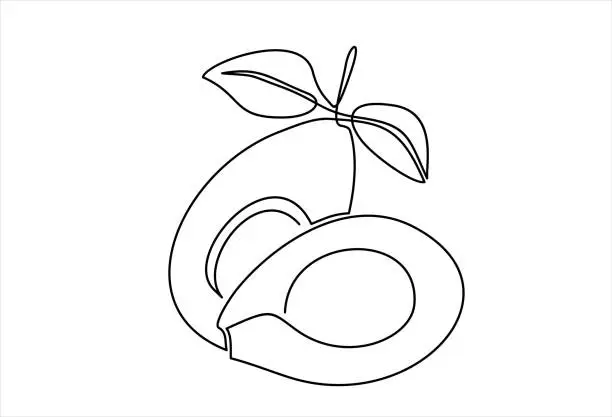 Vector illustration of Continuous line drawing of avocado. Vector illustration