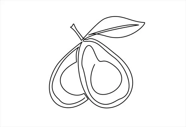 Vector illustration of Continuous line drawing of avocado. Vector illustration