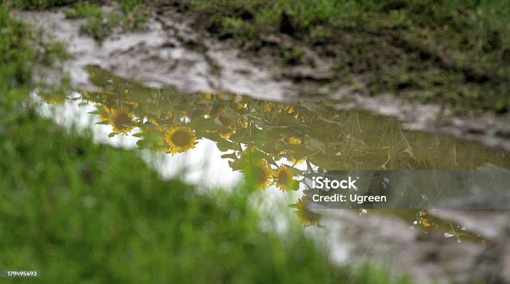 Sonnenblume in der Pfütze - Lizenzfrei Blume Stock-Foto
