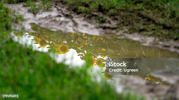 Sonnenblume In Der Pfütze Stockfoto und mehr Bilder von Blume - Blume, Pfütze, Agrarland