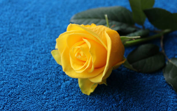 istock Yellow Rose Flower In Bloom On Blue Microfiber Fabric Closeup Photo 1794959367