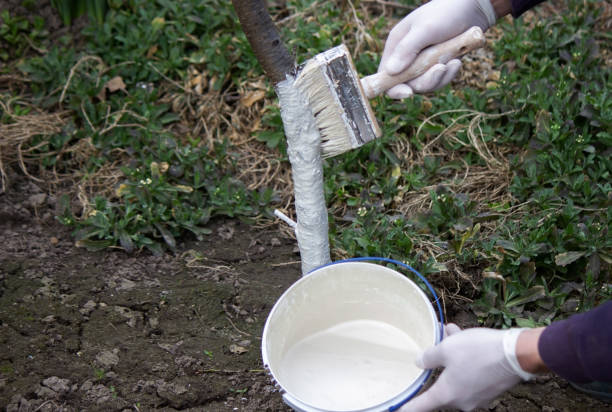 istock a male farmer covers a tree trunk with protective white paint against pests. 1794959384