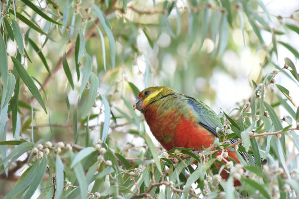 istock Female Western rosella (Platycercus icterotis) 1794961018