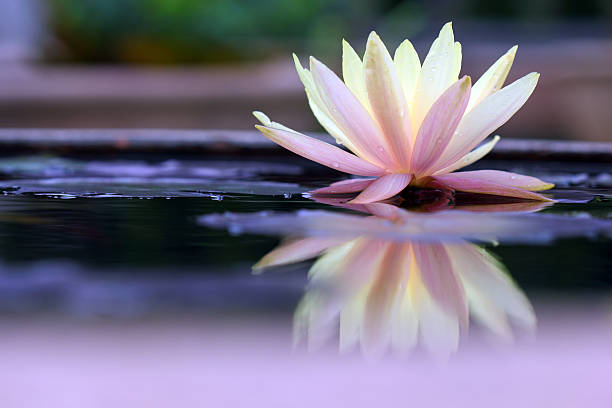 lotus stock photo