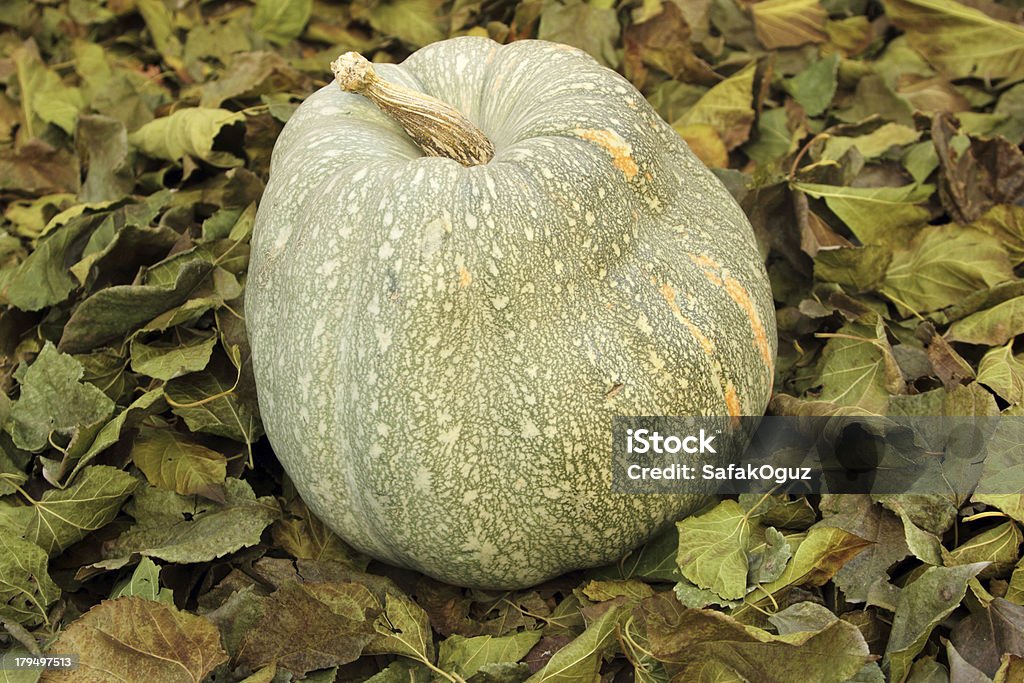 Calabaza - Foto de stock de Agricultura libre de derechos