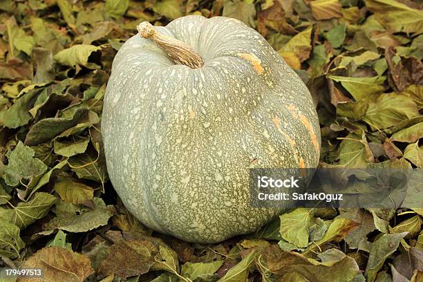 Calabaza Foto de stock y más banco de imágenes de Agricultura - Agricultura, Aire libre, Alimento