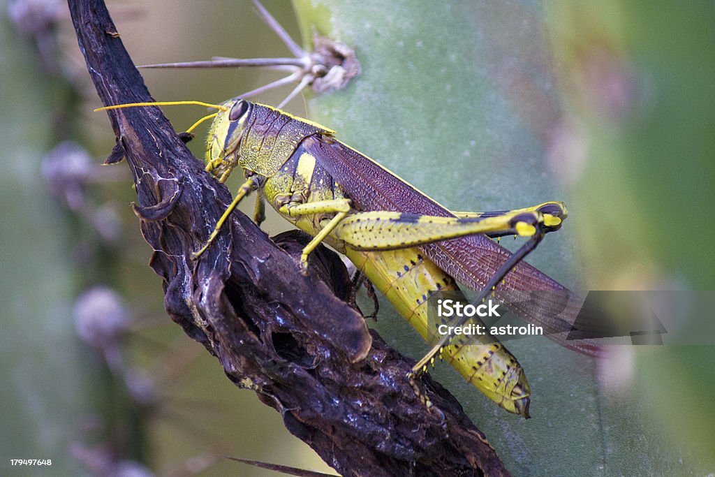 Saltamontes - Foto de stock de Aire libre libre de derechos