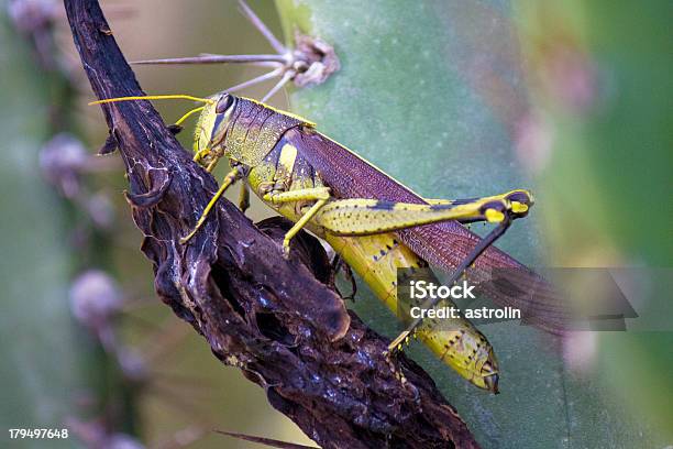 Saltamontes Foto de stock y más banco de imágenes de Aire libre - Aire libre, Animal, Animales salvajes