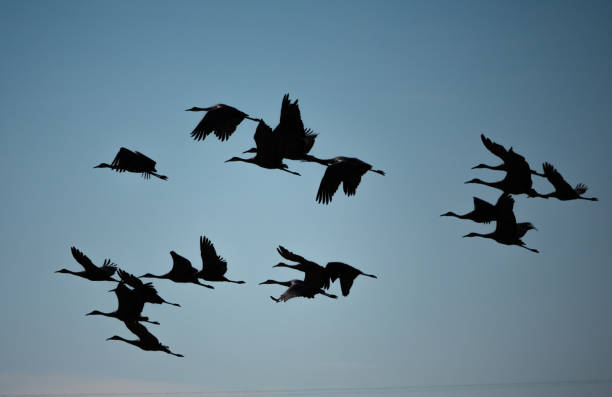istock Sandhill cranes in flight, silhouette. 1794979939