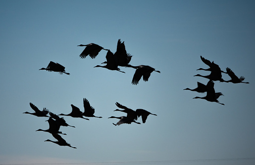 Sandhill cranes in flight, silhouette.