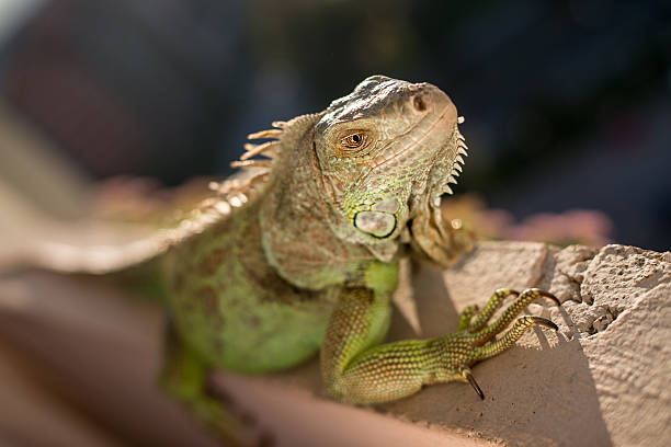 istock iguana posing at the sun and relaxing 179498346