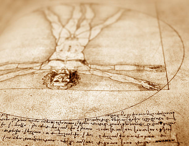 Leonardo Da Vinci anatomy art close-up Anatomy art by Leonardo Da Vinci from 1492 on textured background. leonardo da vinci stock illustrations