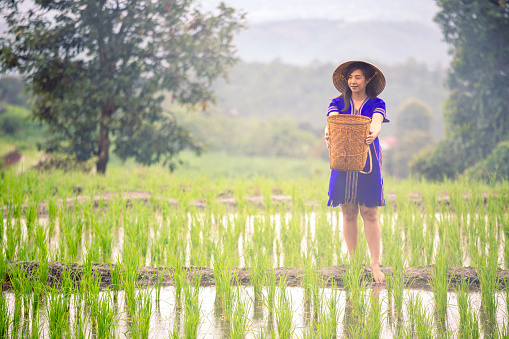 Hmong Woman with local hat and blue native dress holding wooden basket standing on ridge in green rice field terrace under rain fall
