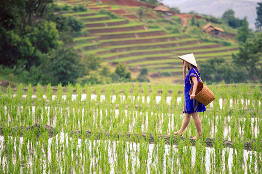 Hmong tribal Woman in blue native dress with basket walking on ridge of green rice fields on hill