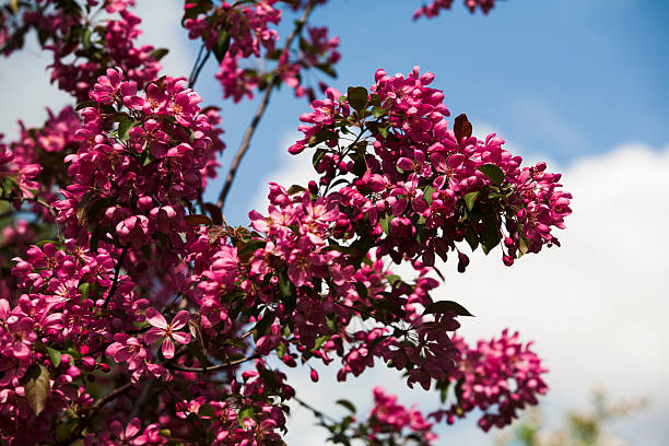 tree blossoms stock photo