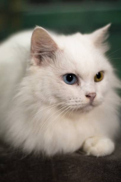 istock White cute little furry cat 1795005778