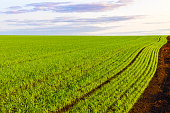 field with young wheat sprouts, shot with shallow depth of field.