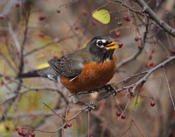 istock American Robin eating a berry 1795014477