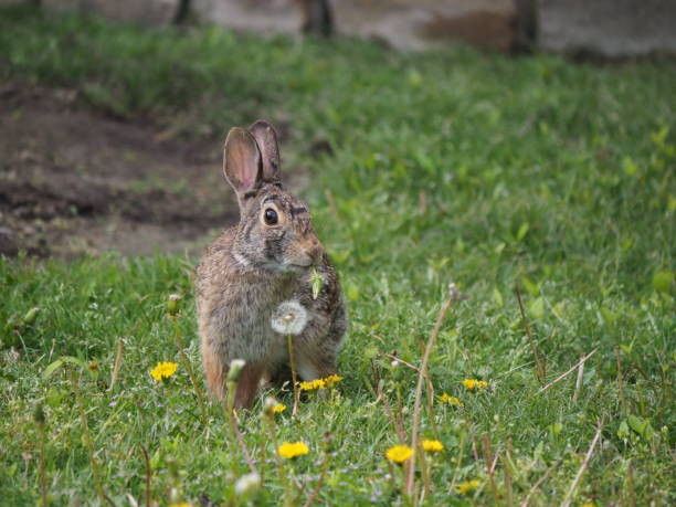 istock Eastern cottontail rabbit eating a dandelion 1795016102