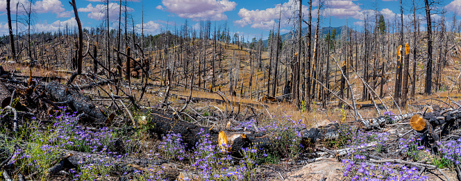 In July of 2019 the Museum Fire of Northern Arizona burned 1,961 acres of Ponderosa pine and mixed conifer forest.  The was caused by a forest-thinning project which was originally undertaken to help prevent devastating wildfires. The fire was started from a piece of heavy equipment striking a rock and sparking the blaze.  Nearby neighborhoods were forced to evacuate.  According to the National Forest Service, the fire cost $9 million before it was brought under control.  This section of burned trees was photographed from the Brookbank Trail in the Coconino National Forest near Flagstaff, Arizona, USA.