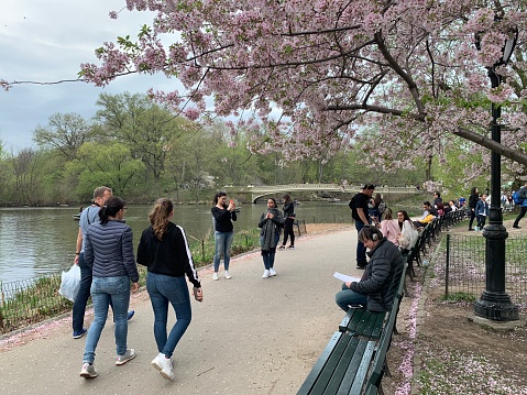 New York, NY, USA April 18 A group of friends walk the paths of New York's Central park on a warm spring day as the cherry blossom bloom overhead