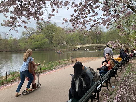 New York, NY, USA April !9 A parent and child push themselves on a scooter, traveling on a foot path, around the lake in New York Central Park as others relax on a park bench under blooming cherry blossoms in the spring