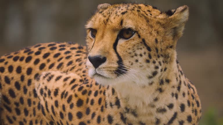 A cheetah head close up