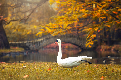 White swan on the background of the river. Beautiful autumn landscape with trees and leaves