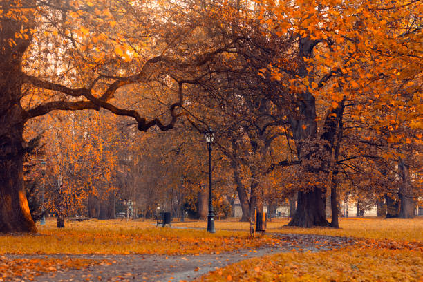 istock Autumn alley in the park 1795034023