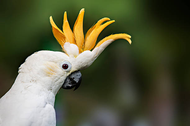 Citron Crested Cockatoo stock photo