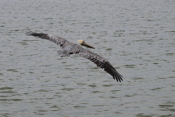 Birds in freedom Pelican flying over the sea pelican silhouette stock pictures, royalty-free photos & images