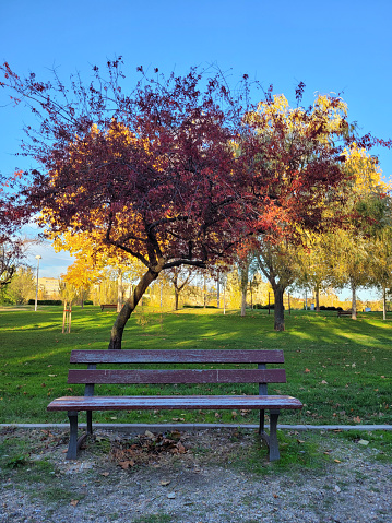 bench with purple tree in a park in Salamanca