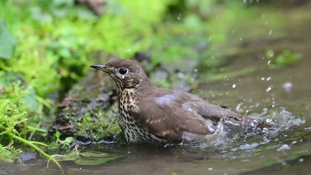 Thrush bathing in a pond