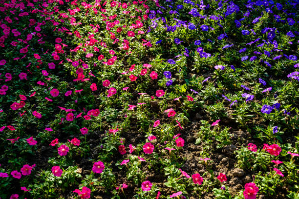 istock Purple and pink flowers under light and shadow 1795060311